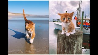 Meet Marlin The swimming oceanloving boat riding CAT that thinks hes a DOG in the Outer Banks [upl. by Delle752]