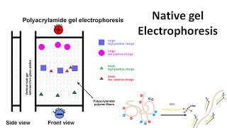 Native gel electrophoresis [upl. by Broome445]