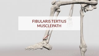 Fibularis Tertius Musclepath 3D Animation [upl. by Briano]