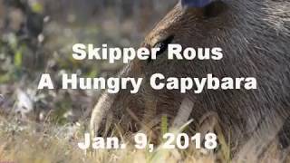 Skipper Rous in A Hungry Capybara [upl. by Akcinahs]