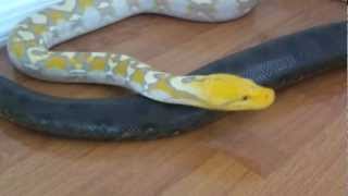 Big Green Anaconda and Reticulated Python Chilling Together [upl. by Melessa463]