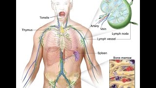 Hodgkin Lymphoma [upl. by Archangel506]