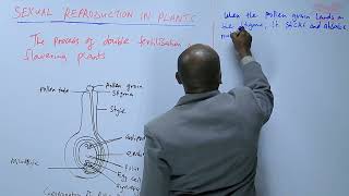 The Process of Double Fertilization in Flowering Plants L19 [upl. by Tove581]