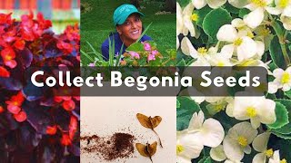 How To Collect Begonia Seeds 🌱 Harvest Store Save [upl. by Eanej]