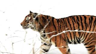 Panthera tigris altaica 5D mkII video [upl. by Pontius6]