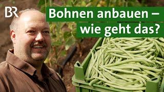 Grüne Bohnen anbauen Vier Bohnensorten aus dem Gewächshaus  Stangenbohnen  Unser Land  BR [upl. by Oskar]