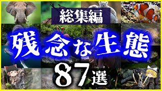 【ゆっくり解説】【総集編】残念で面白い生物たちの「生態」87選を解説【作業用】【睡眠用】 [upl. by Shani]