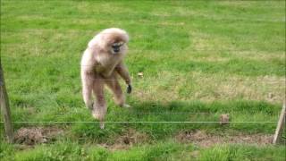 Gibbon freaks out over hedgehog [upl. by Baun]