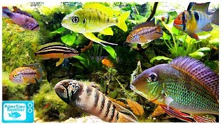 15 Great Cichlids for Planted Aquariums [upl. by Venetis]