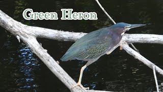 Green Heron Struts and Stalks in Delray Beach Florida [upl. by Jillane]