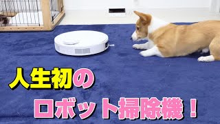 【抜け毛対策】人生初のロボット掃除機に対するコーギー犬の反応がかわいい！【Corgi 19】 [upl. by Gwynne808]