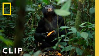 Bonobos Hunt Down Colobus Monkeys  Queens  National Geographic [upl. by Ynatterb]