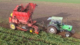 Fodder beet harvest [upl. by Lind414]