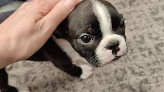 Boston Terrier Puppies  Week 9 [upl. by Gwenora764]