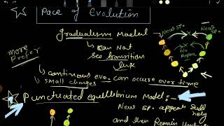 Evolution gradualism and punctuated equilibrium model  pace of evolution csir net [upl. by Enyaht]