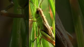 Facts About Grasshoppers  Grasshoppers Facts [upl. by Lynne741]