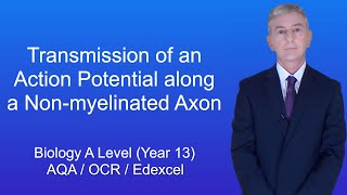 A Level Biology Revision Year 13 quotTransmission of an Action Potential along a Nonmyelinated Axonquot [upl. by Santa]