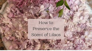 Preserve the Scent of Lilacs Enfleurage How To [upl. by Milissa727]