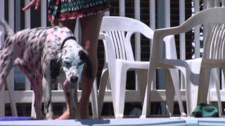 Zee the English Setter swimming HD [upl. by Alia]