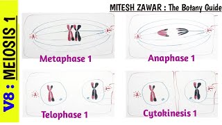 Meiosis 1  Stages of Meiosis 1 part 2  Metaphase 1 Anaphase 1 Telophase 1 amp Cytokinesis 1 [upl. by Asiret]