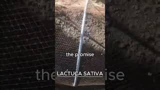 LACTUCA SATIVA AKA LETTUCE [upl. by Aiciruam331]