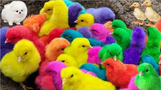 Menangkap ayam lucu ayam warna warni ayam rainbow bebek angsa ikan hias ikan cupang [upl. by Yendyc]