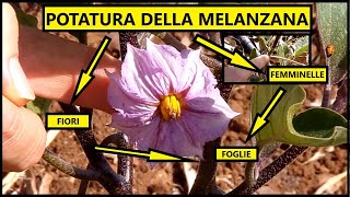 🍆 Come POTARE le MELANZANE Trucchi e Segreti che DEVI SAPERE 🍆  Tutorial Agricoltura Potatura [upl. by Hairehcaz774]