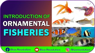 Ornamental Fishes 1 Ornamental fish farming in hindi  fish farming business plan [upl. by Bernardo]