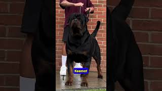 Top 5 Most Expensive Dog Breeds You Cant Afford 🐶💰 shorts animals dogs [upl. by Atener]