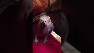 Gray parrot is so charismatic birds pet pets parrot [upl. by Giusto]