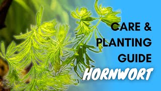 Hornwort Planting And Care Guide [upl. by Charmaine]