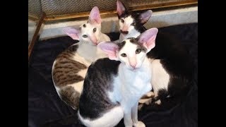 Whats it like to live with Oriental Shorthairs [upl. by Enytsirhc]