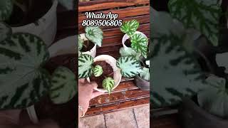 Begonia plants Combo offer begonias plantsforsale [upl. by Silverman]