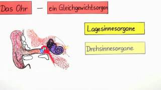 Das Ohr  Ein Gleichgewichtsorgan  Biologie  Humanbiologie [upl. by Rahcir60]