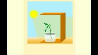 Phototropism  CBSE Class 10 Science Chapter 6  Life Processes Tutorials Online Meritnationcom [upl. by Gemperle945]