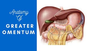 greater omentum basic anatomy with notes [upl. by Anitnas]