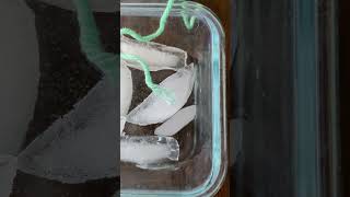 Ice Cube and Salt Experiment [upl. by Arahd]