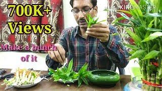 How to Propagate Lucky Bamboo through Cuttings [upl. by Swords]