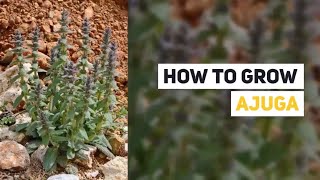 Ajuga Growing Guide Blue Bugle Carpet Bugle by GardenersHQ [upl. by Artenal]