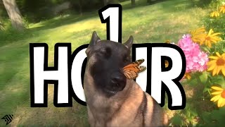 1 HOUR dog with butterfly on nose  aruarian Dance  i have no ennemies loop dog meme rplace [upl. by Nairdna109]