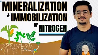 MINERALIZATION amp IMMOBILIZATION OF NITROGEN N FIXATION OXIDIZED amp REDUCED ZONE SUBMERGED CONDITION [upl. by Mozelle]