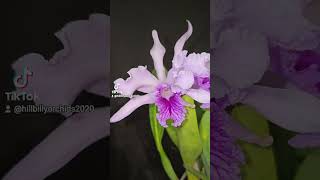 Cattleya lobata SVKLOrchids [upl. by Bernice]