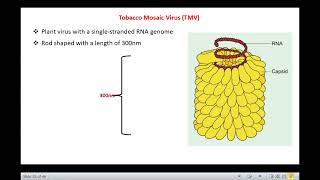 Capsid Structure and Symmetries of Viruses [upl. by Odysseus]