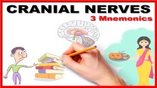 Cranial Nerves  Mnemonic series  26 [upl. by Nichol]