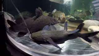 Asian upside down catfish Mystus leucophasis 1ft30cm 7yo from 240 to 1800 gal 03 months 5 feedings [upl. by Anawk]