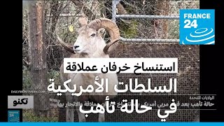 السلطات الأمريكية في حالة تأهب بسبب نسل خروف عملاق استنسخه مربي مواشي أمريكي بشكل غير قانوني [upl. by Navinod]