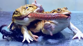 2 Asian Bullfrog Compete for Their Big Snake Mr Frog Live Feeding [upl. by Eesak]