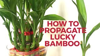 How to grow Lucky Bamboo from cuttings How to propagate Lucky Bamboo Backyard Gardening [upl. by Arimak]