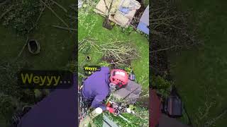 Arborist at work Sycamore tree removal uk tree surgeon arborist treework treesurgeon [upl. by Akeyla]