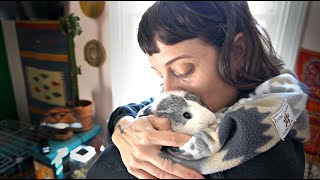 Guinea Pig Morning Routine  With My 12 Guinea Pigs [upl. by Sisi]